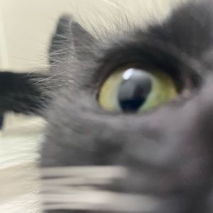 Meet your Posher, Marcel